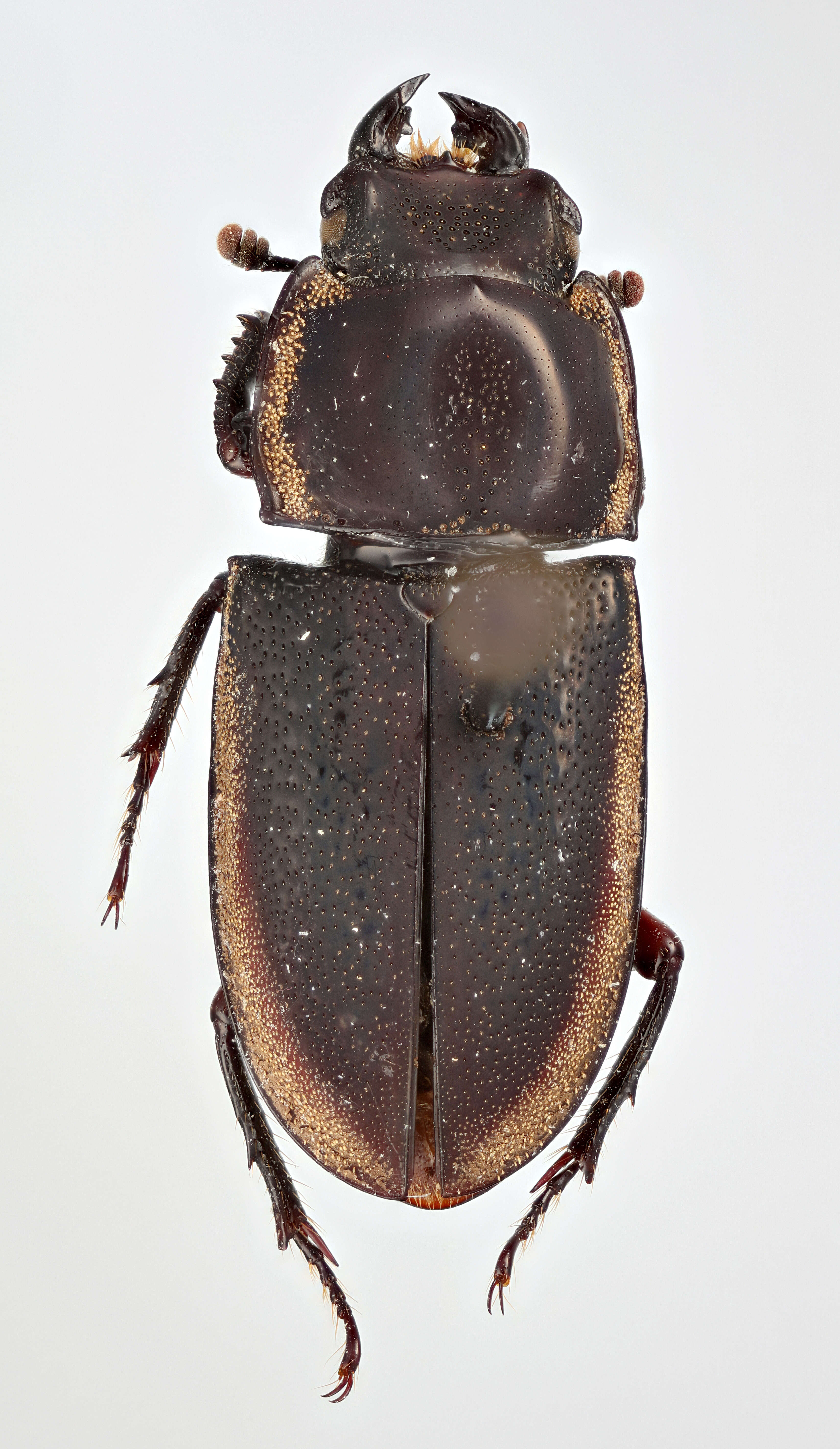 Pycnosiphorus lessonii marginipennis (Deyrolle 1870)的圖片