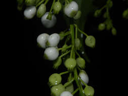 Image of West Indian milkberry