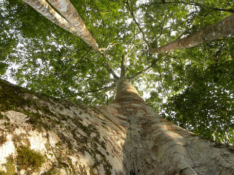 Image of Ficus insipida Willd.