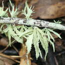 Image of cartilage lichen