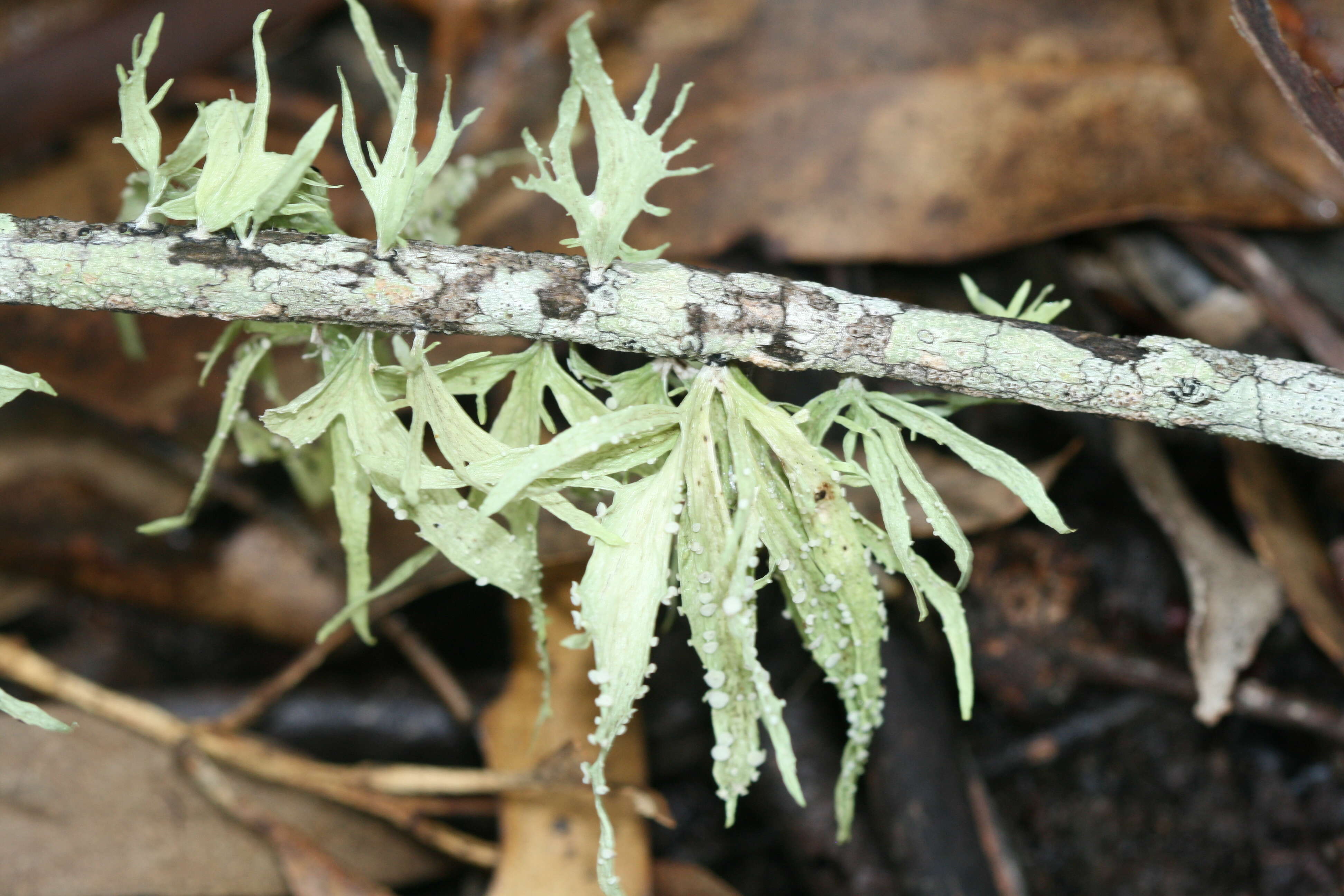 Image of cartilage lichen