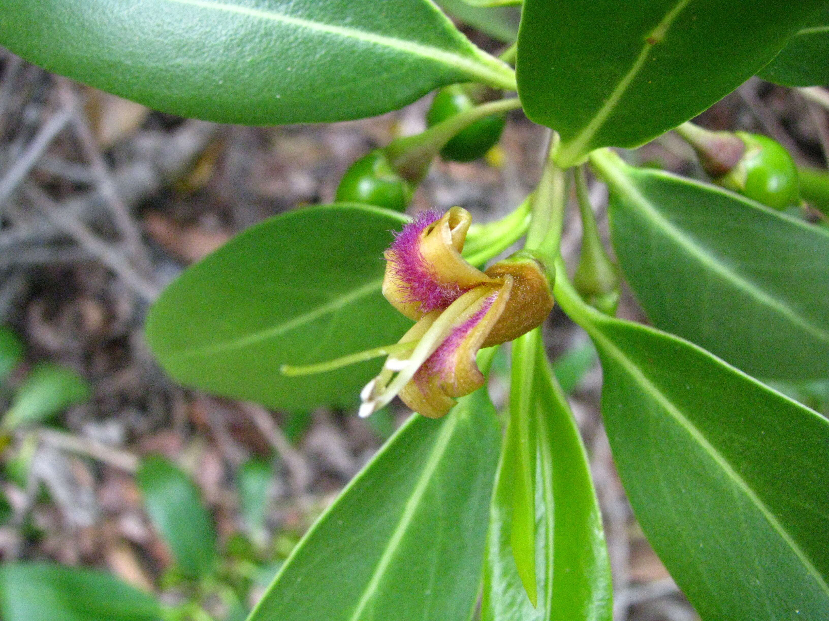 Image de Bontia daphnoides L.