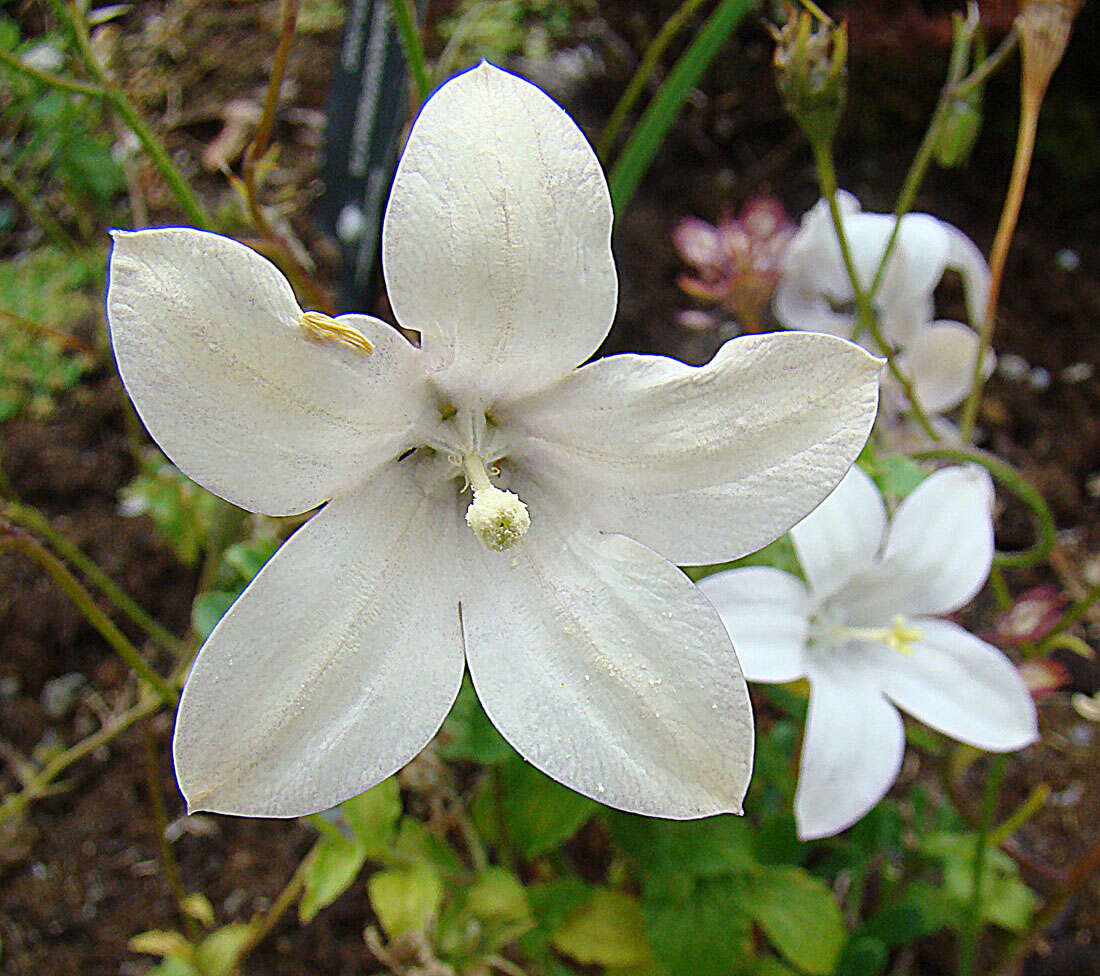 Image of Wahlenbergia rivularis Diels