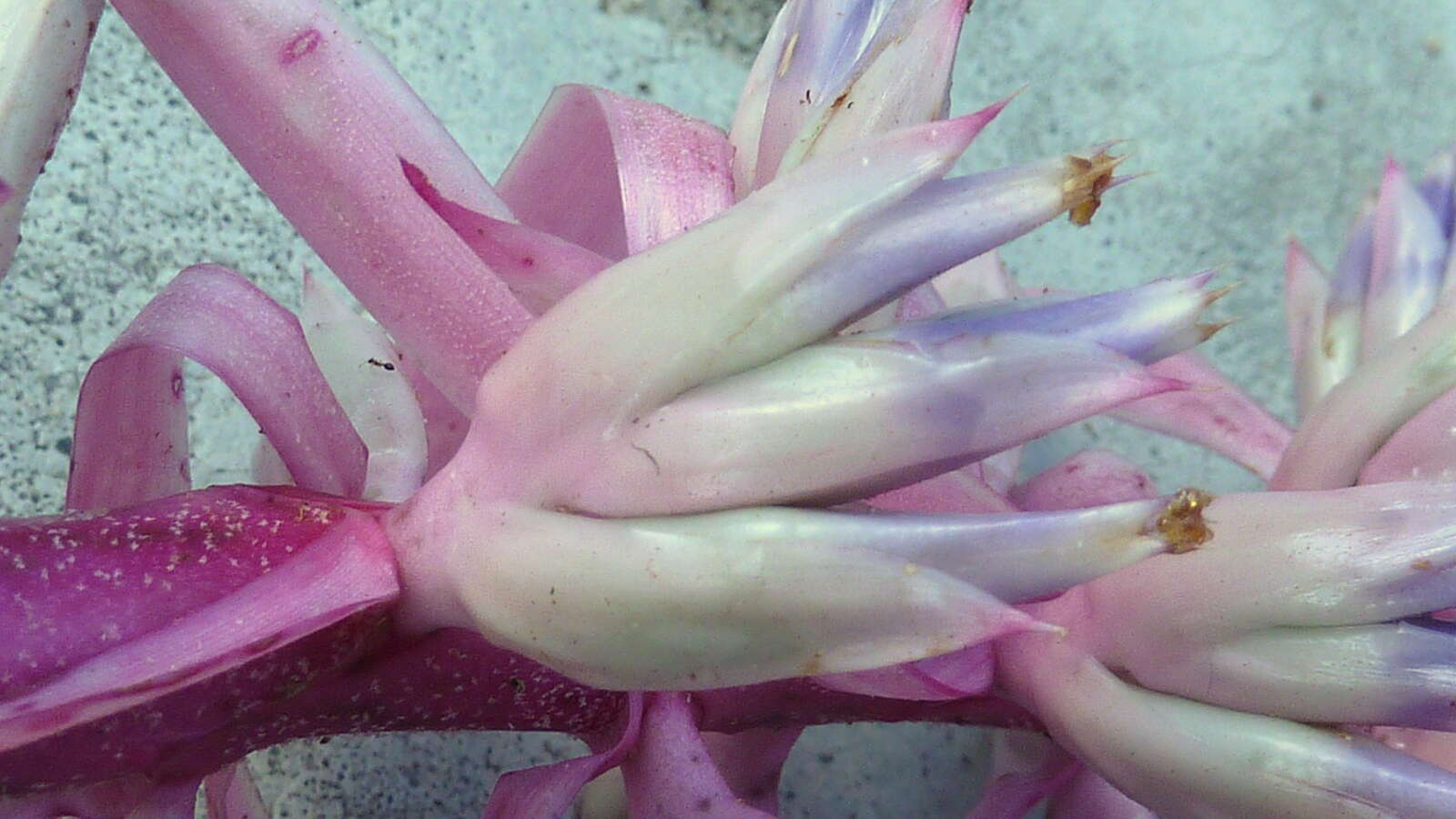 Image of Aechmea marauensis Leme