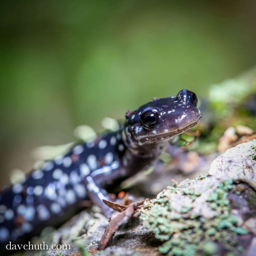 Image of Woodland salamander