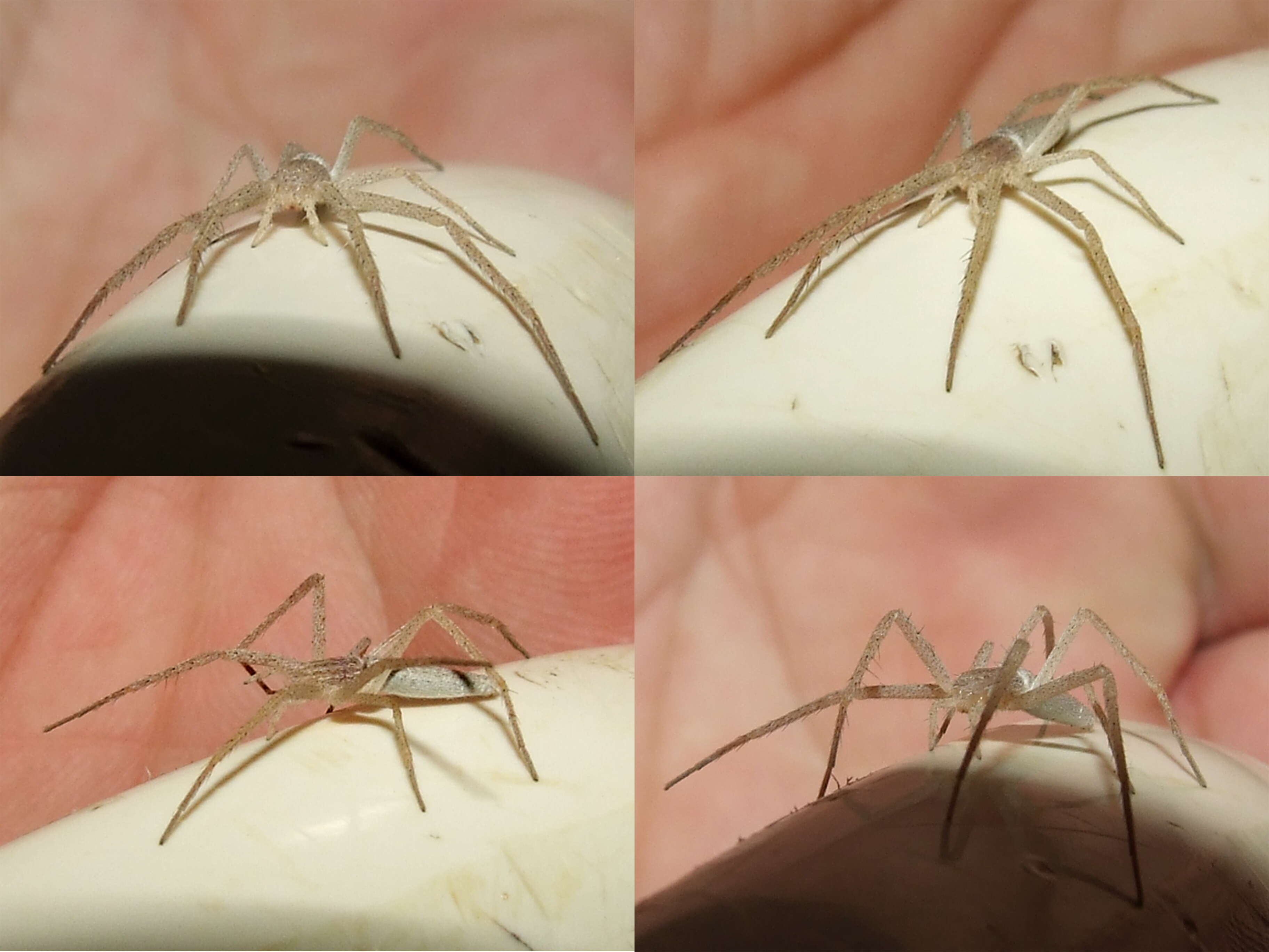 Image of long-legged sac spiders
