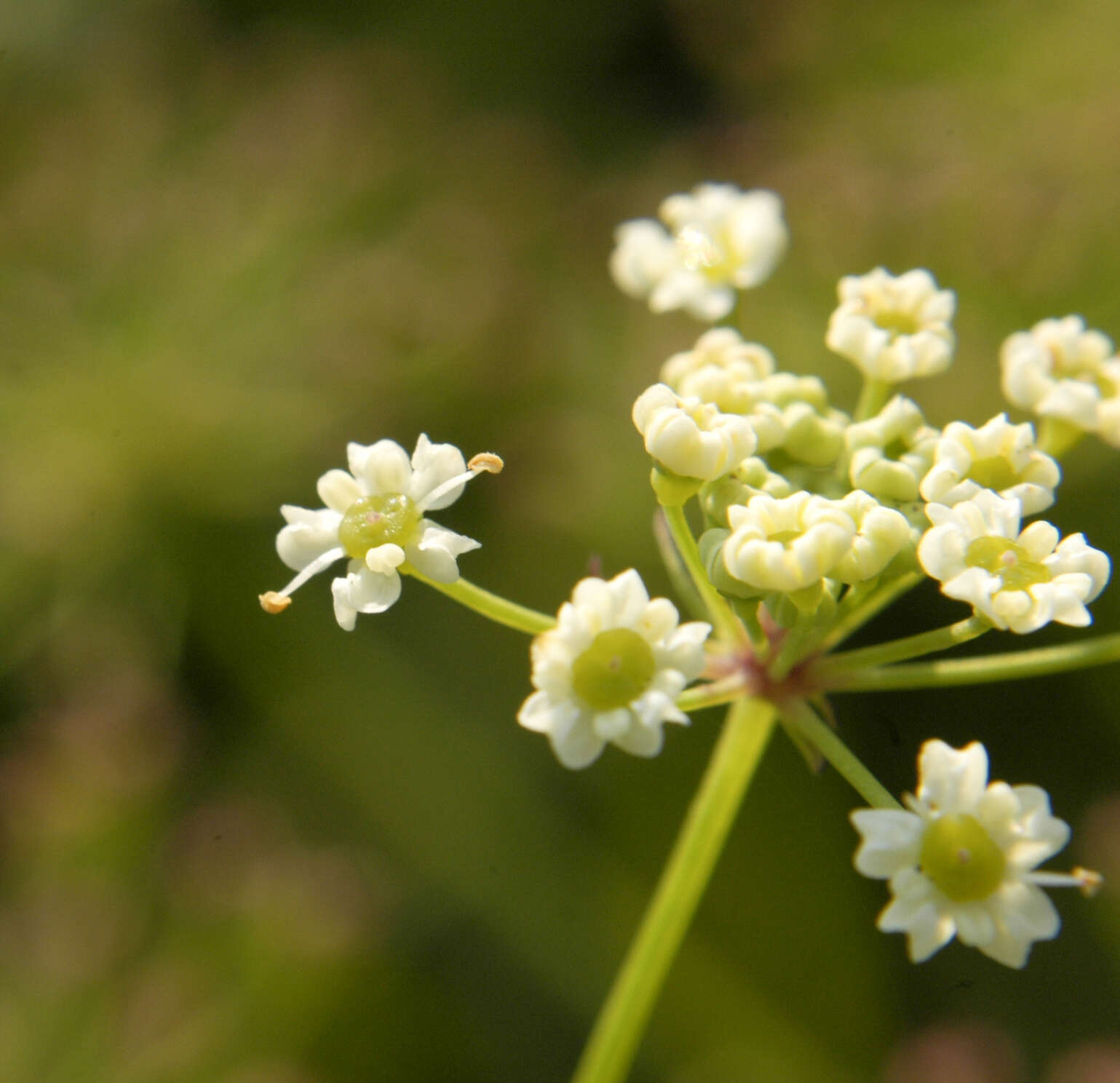 Image of stiff cowbane