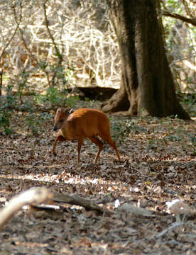 Image of Natal Duiker