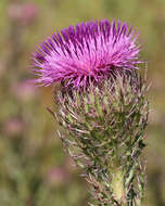 صورة Cirsium horridulum Michx.