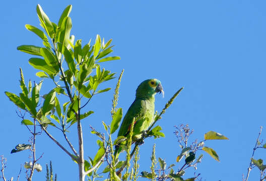 Image of Blue-fronted Amazon