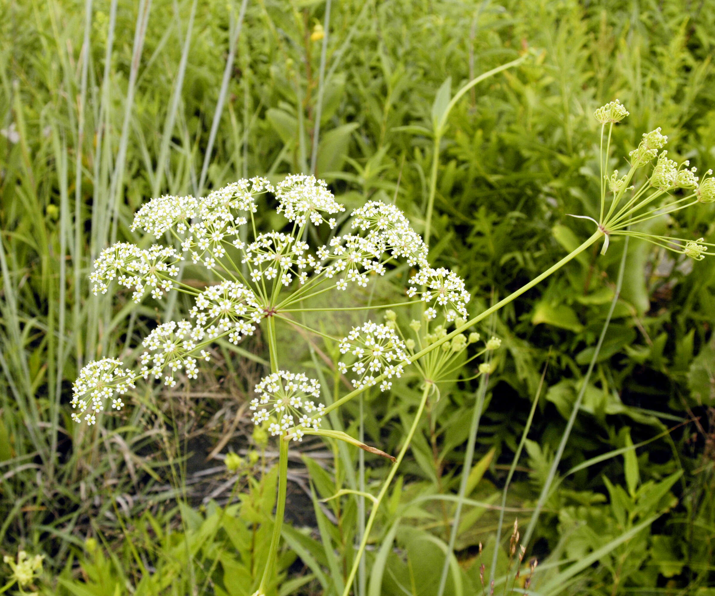 Image of stiff cowbane