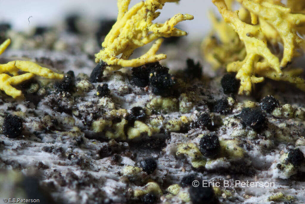 Image of soot lichen