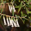 Image of Leucopogon nutans E. Pritz.