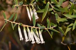 Image of Leucopogon nutans E. Pritz.