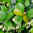 Image of Trachelospermum gracilipes var. liukiuense (Hatusima) Kitam.