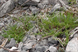 Imagem de Clinopodium album (Waldst. & Kit.)