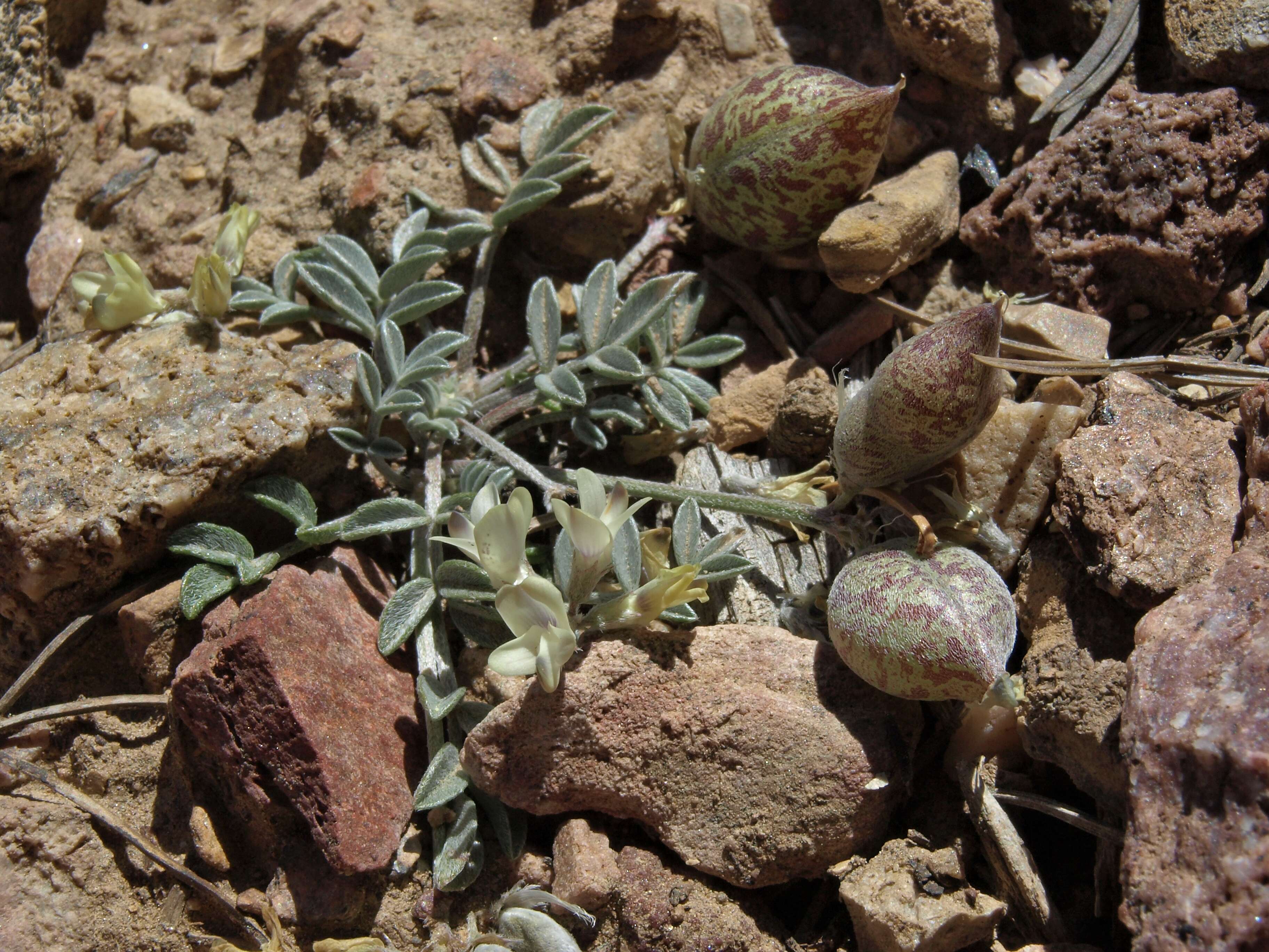 Imagem de Astragalus platytropis A. Gray