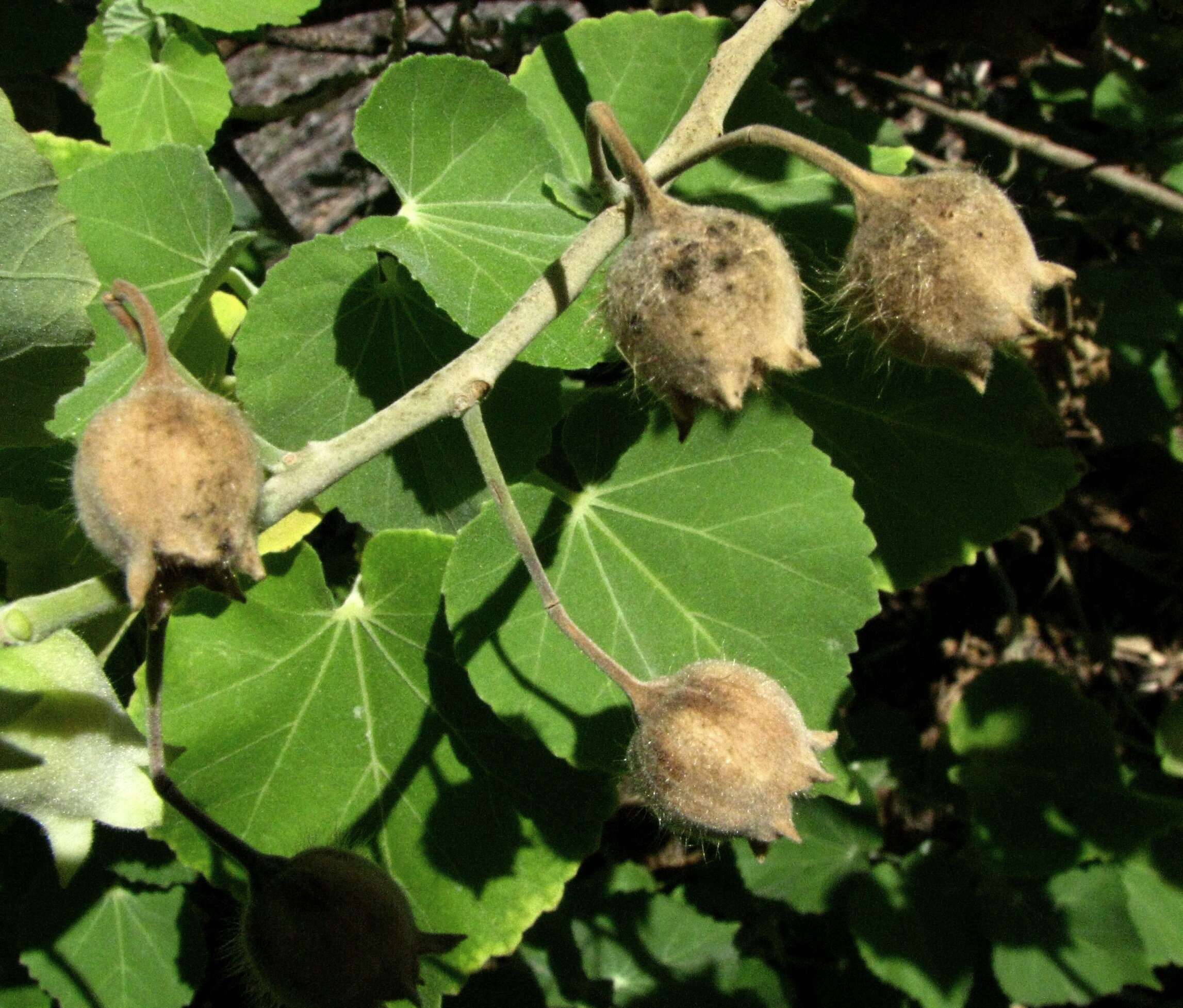 Image of Indian mallow