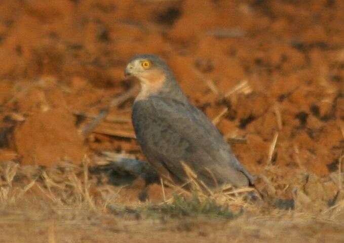 Image of Red-breasted Sparrowhawk