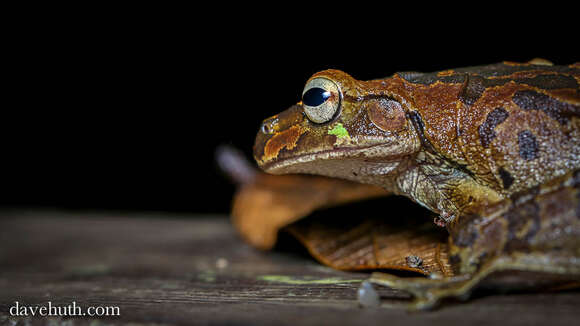 Image of Baudin's Treefrog