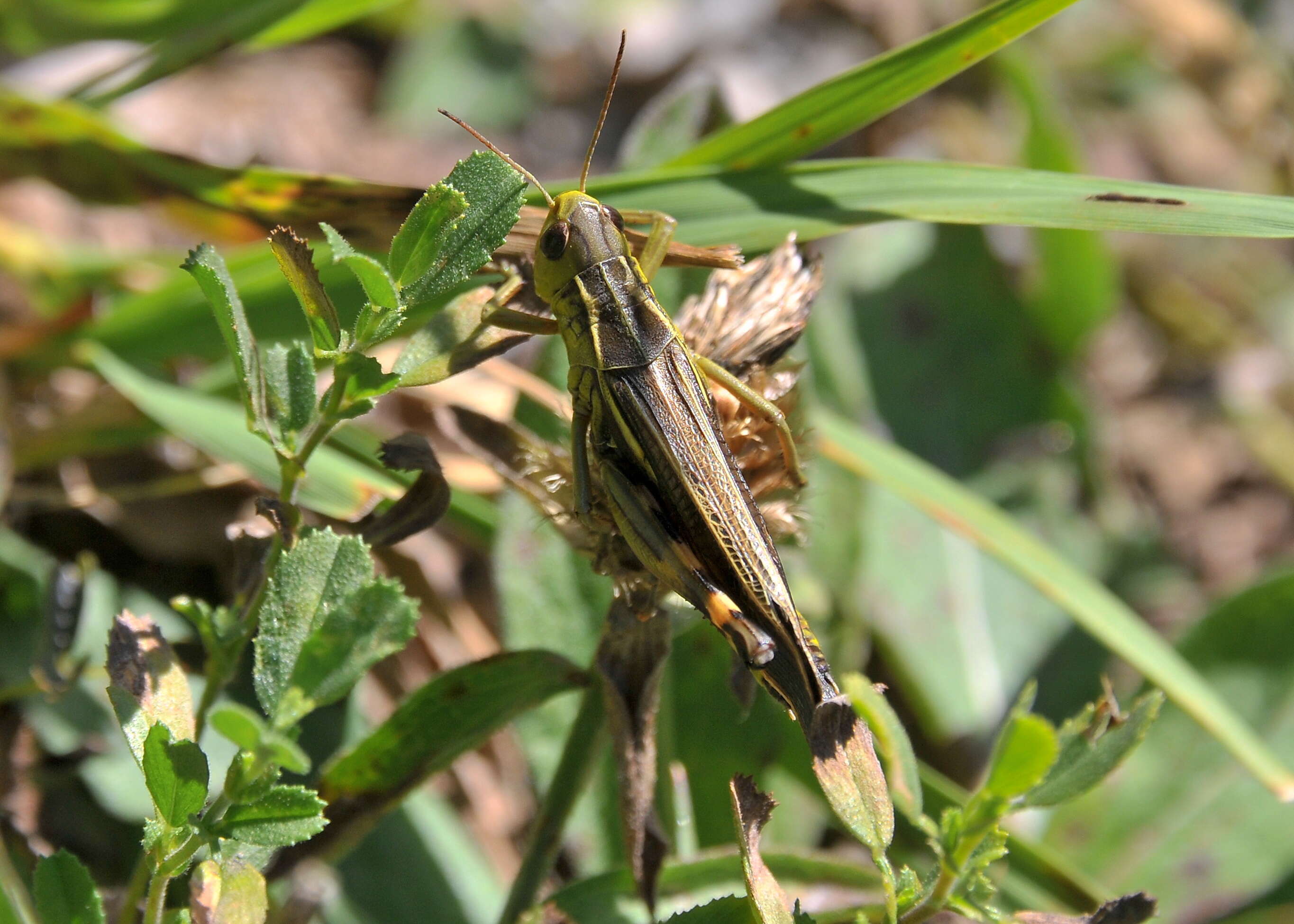 Image of Arcyptera (Arcyptera) fusca (Pallas 1773)