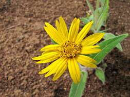 Image of Wedelia foliacea (Spreng.) B. L. Turner