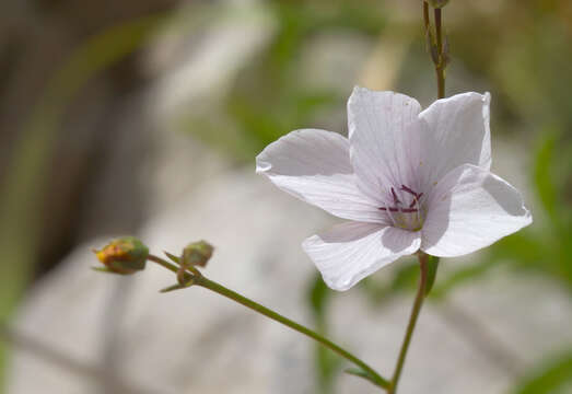 Image of Linum tenuifolium L.