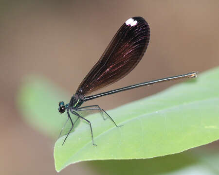 Image of Ebony Jewelwing