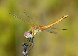 Image of Red-veined Darter