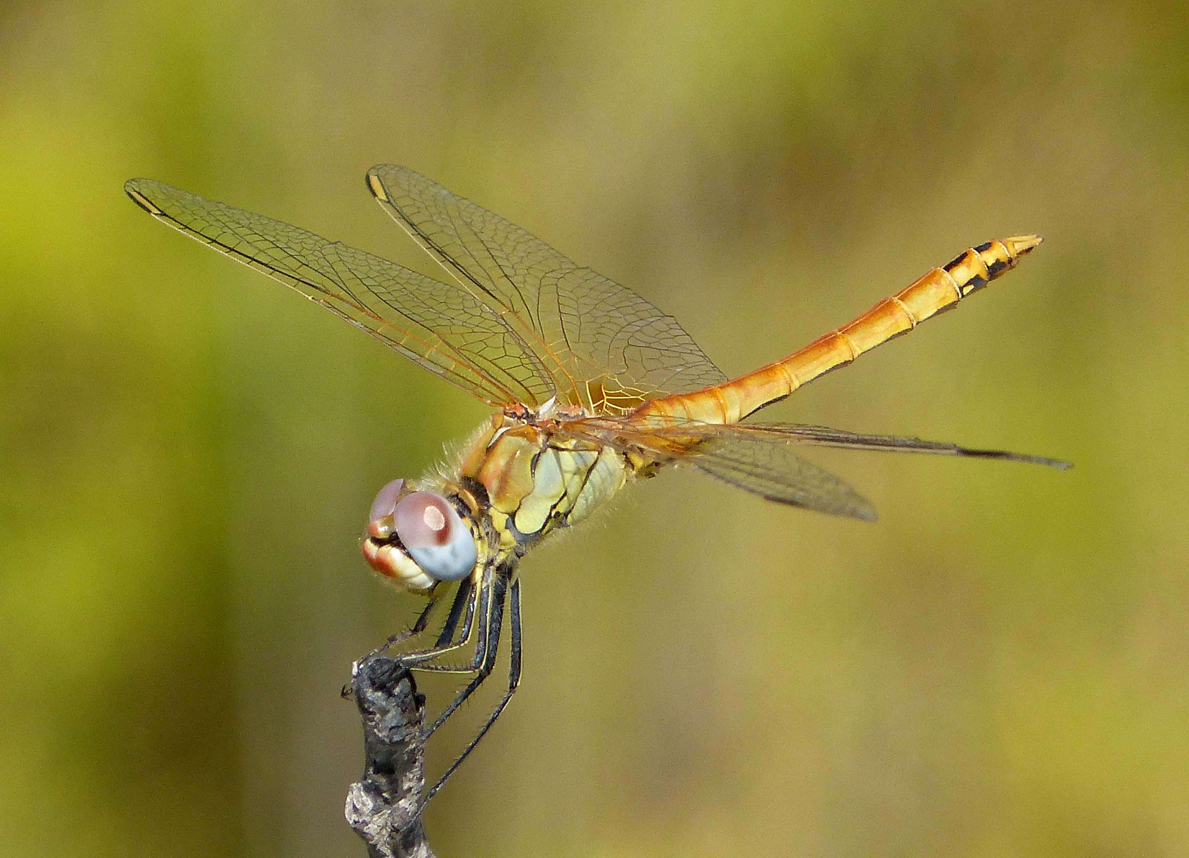 Image of Sympetrum Newman 1833