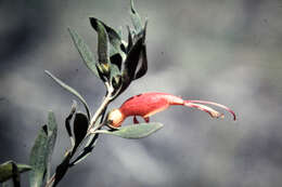 صورة Eremophila glabra (R. Br.) Ostenf.