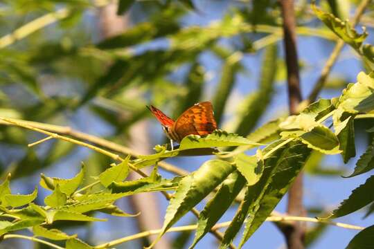 Imagem de Charaxes lasti Grose-Smith 1889