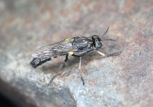 Image of Agapophytus antheliogynaion Winterton & Irwin 2001