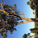 Image of Eucalyptus microcarpa (Maiden) Maiden