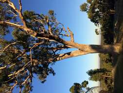 Image of Eucalyptus microcarpa (Maiden) Maiden