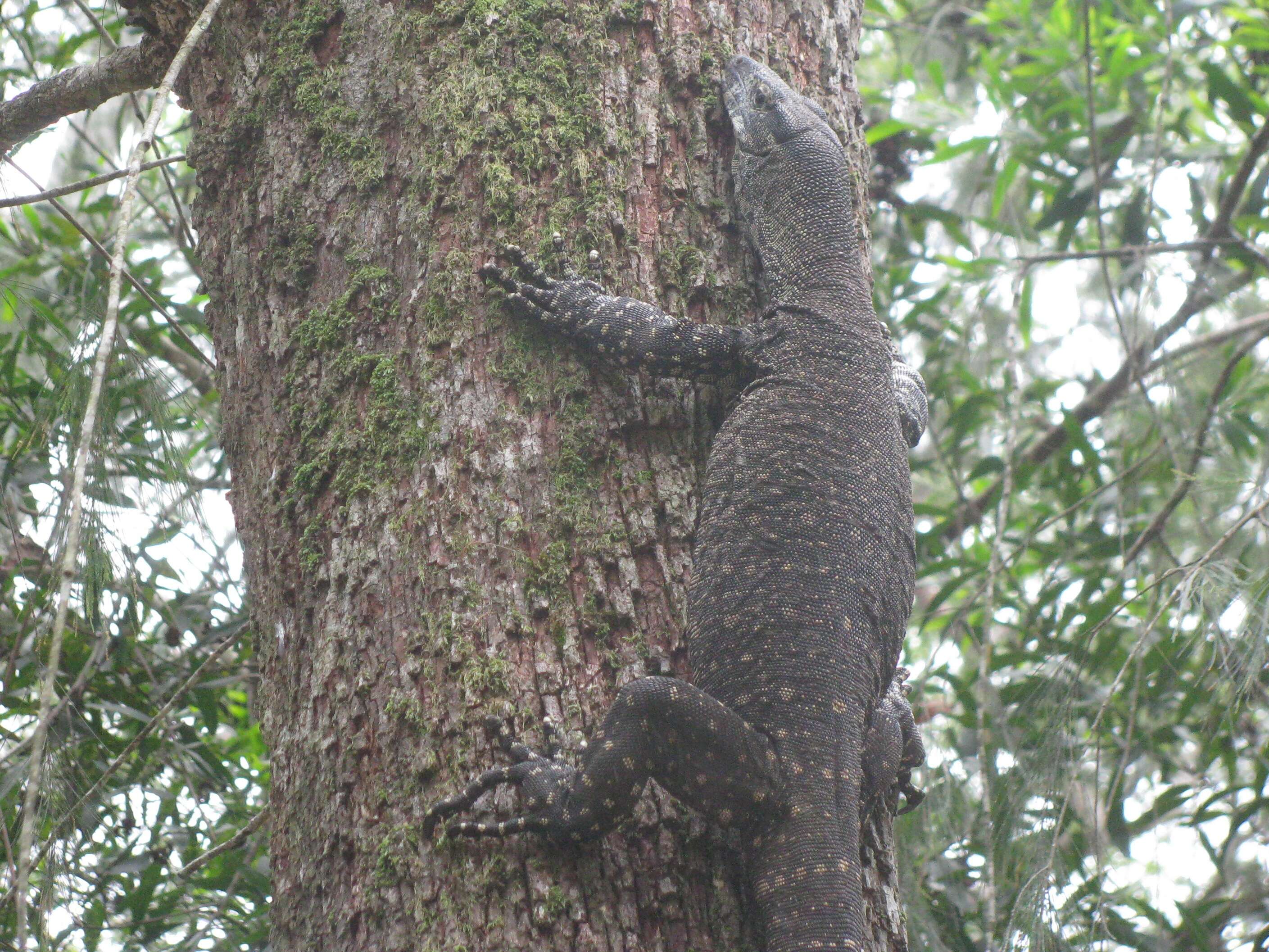 Image of monitor lizards