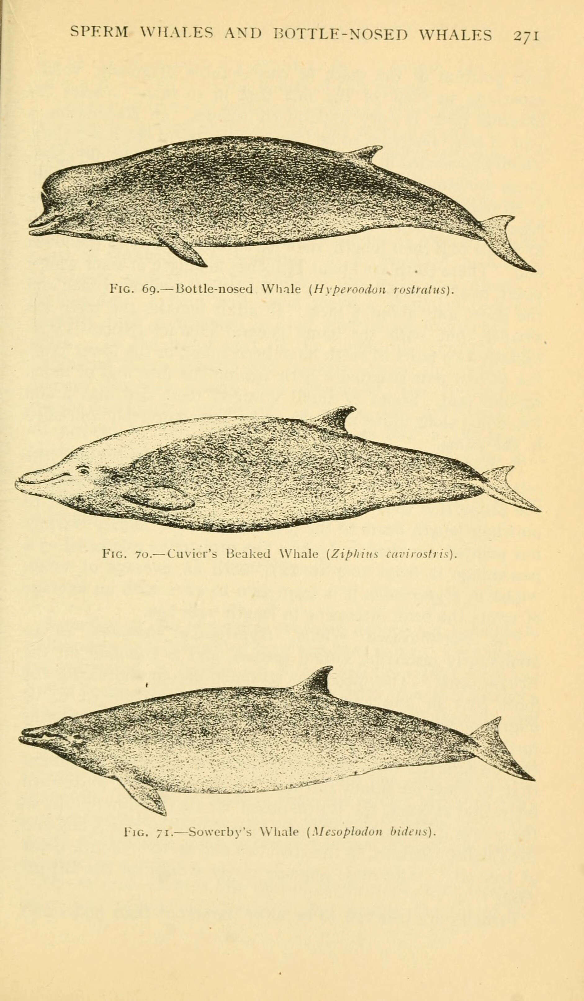 Plancia ëd Mesoplodon Gervais 1850