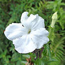 Image of Escobedia grandiflora (L. fil.) Kuntze