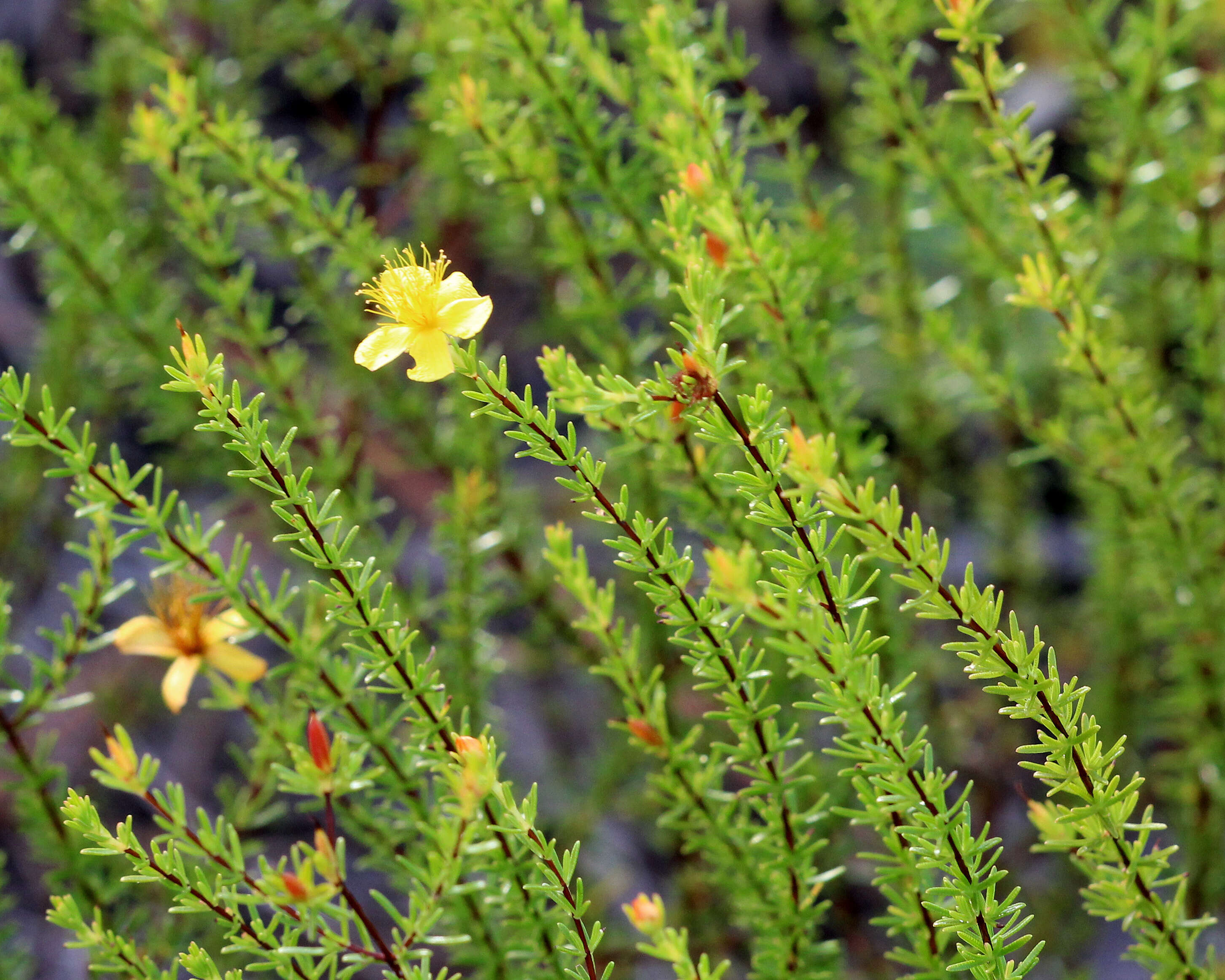 Image of Atlantic St. John's-Wort