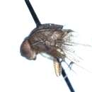 Image of African Fig Fly
