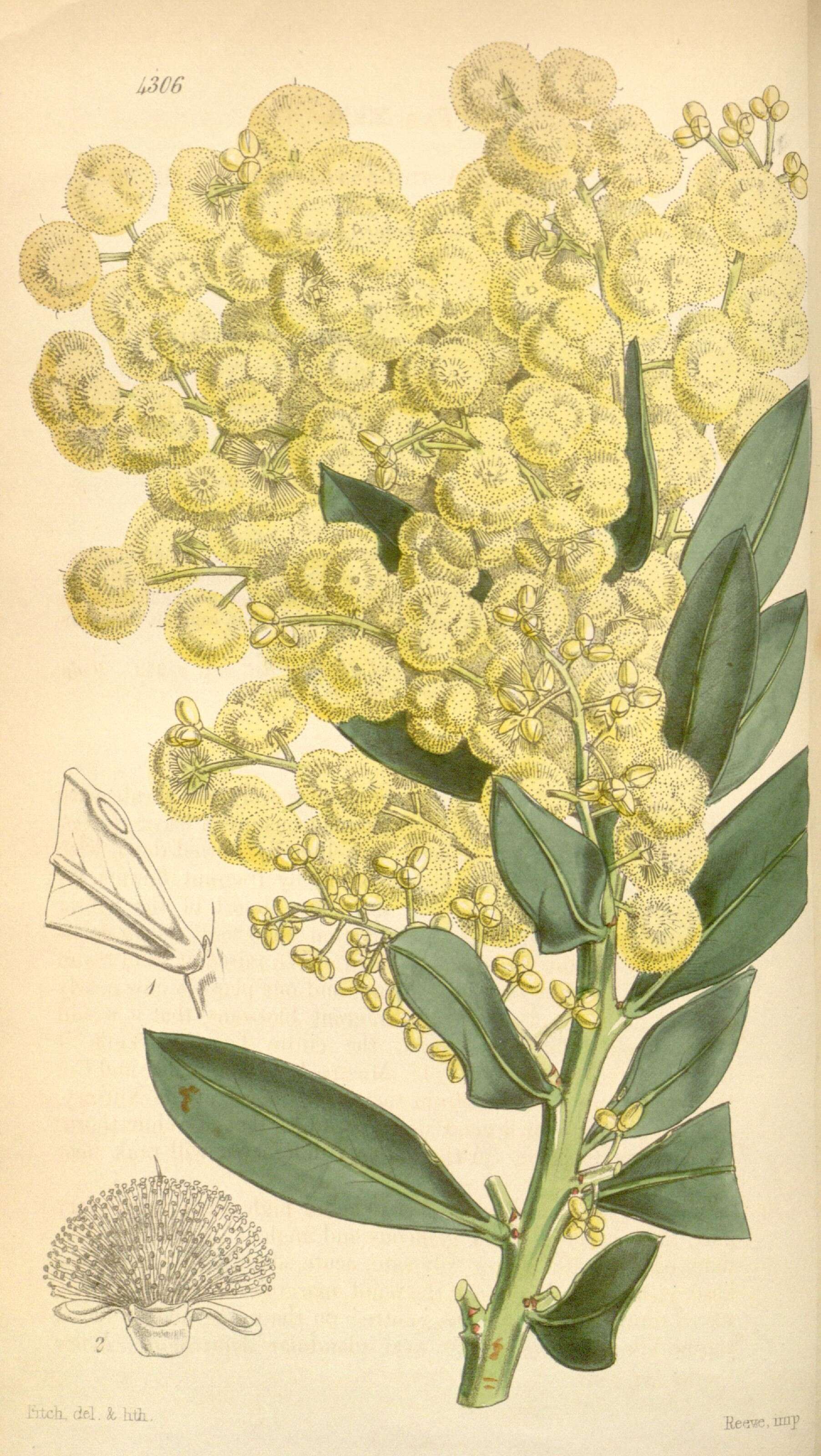 Image of Acacia celastrifolia Benth.