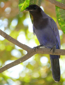 Image of Purplish Jay