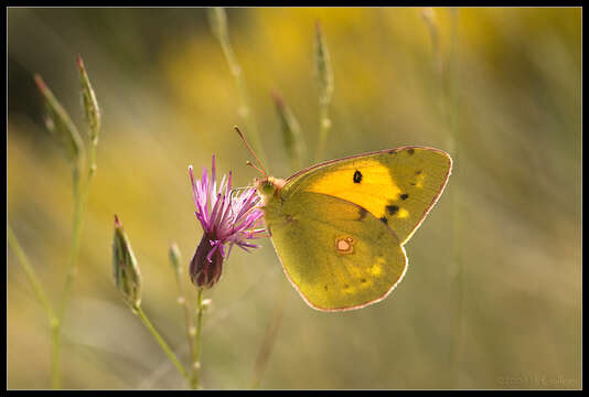 Image of clouded yellow