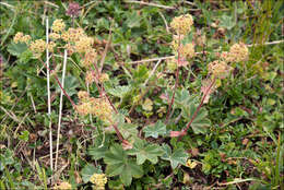 Image of <i>Alchemilla flabelata</i>