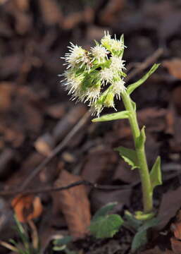 Image of Petasites albus (L.) Gaertn.