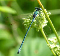 Image of Common Emerald Damselfly