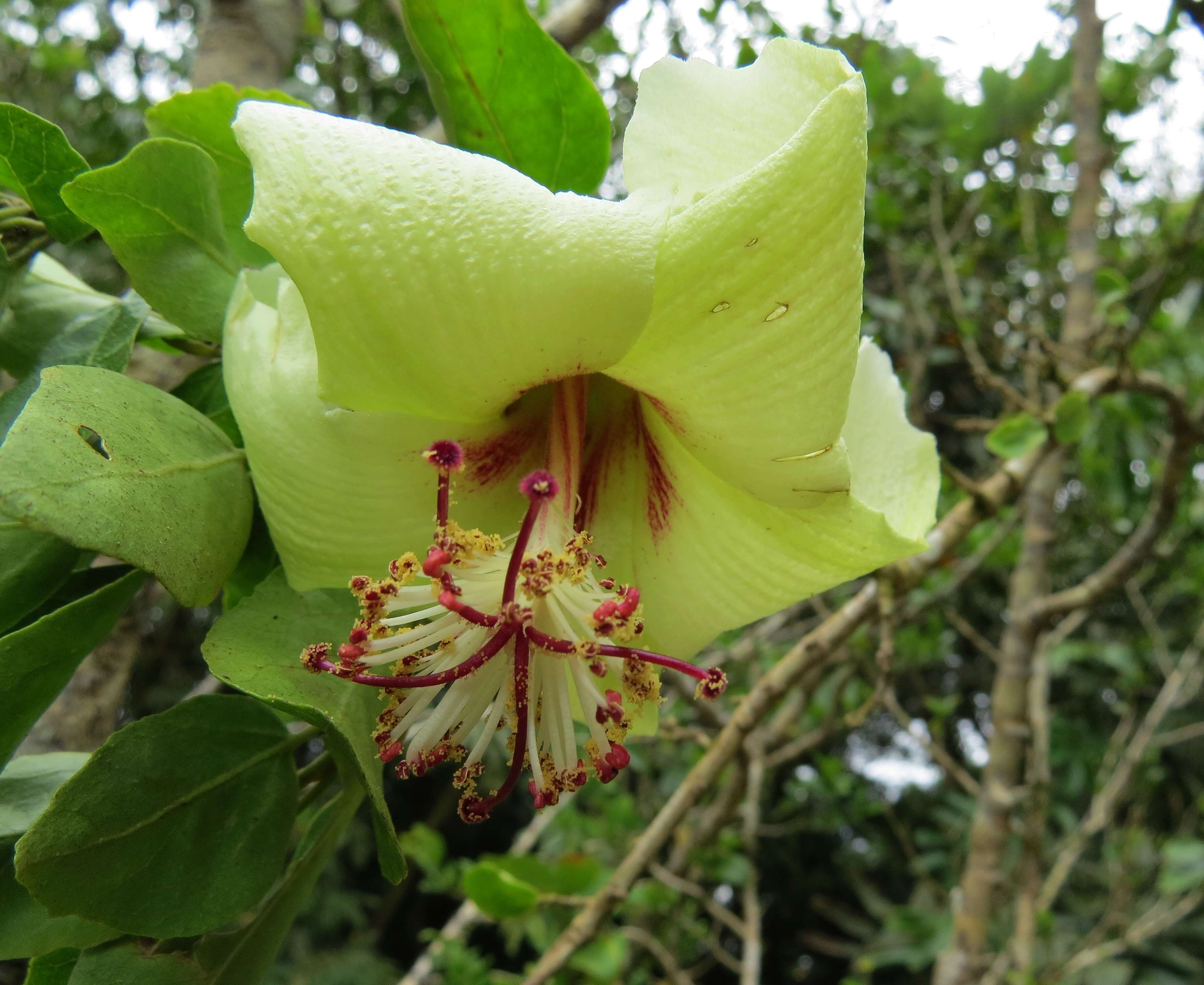 Image of Philip Island hibiscus