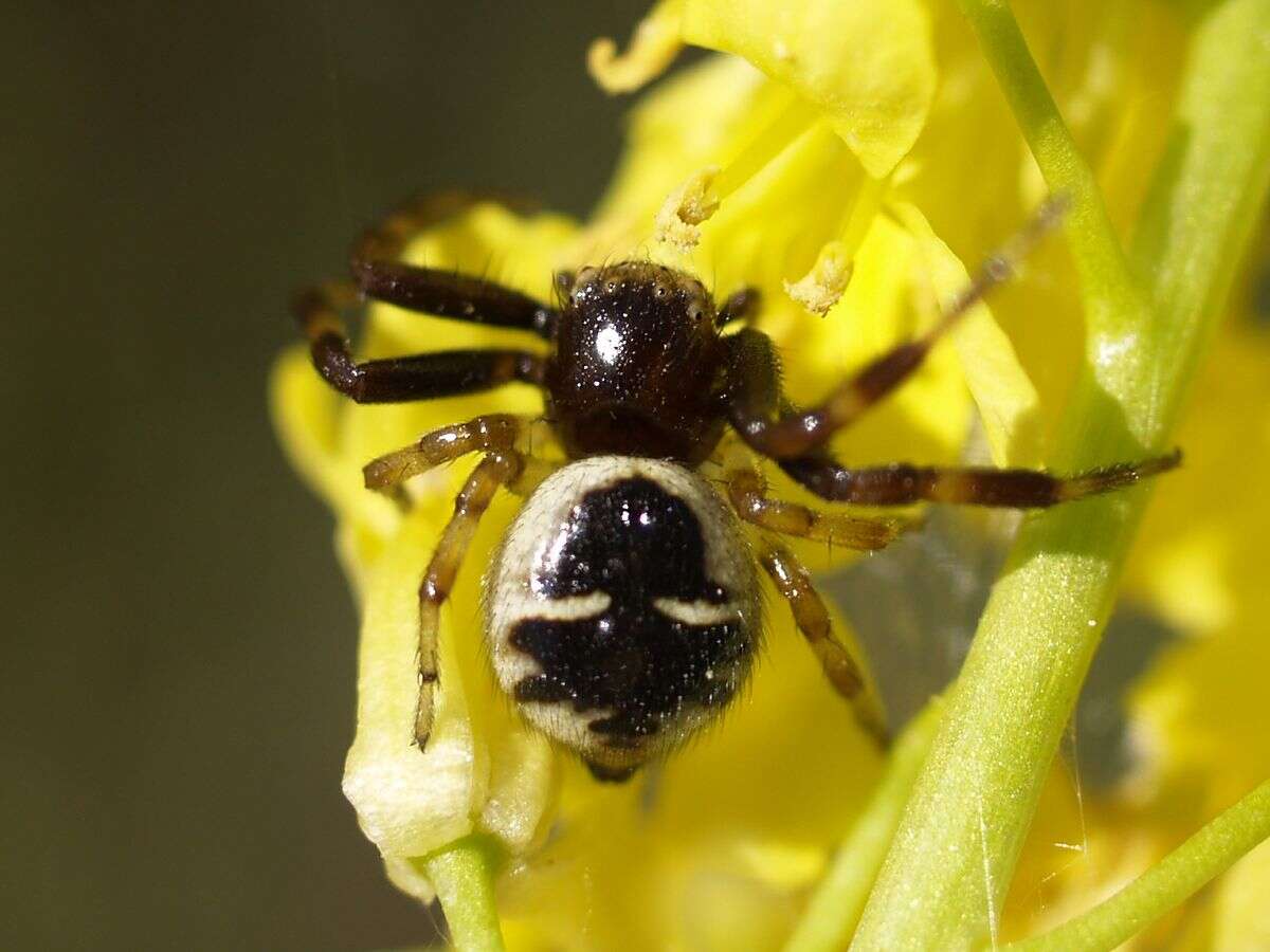 صورة Synema globosum (Fabricius 1775)