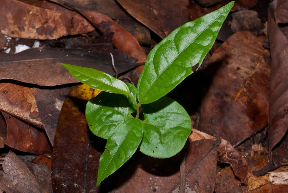Image of Mortoniodendron anisophyllum (Standl.) Standl. & Steyerm.
