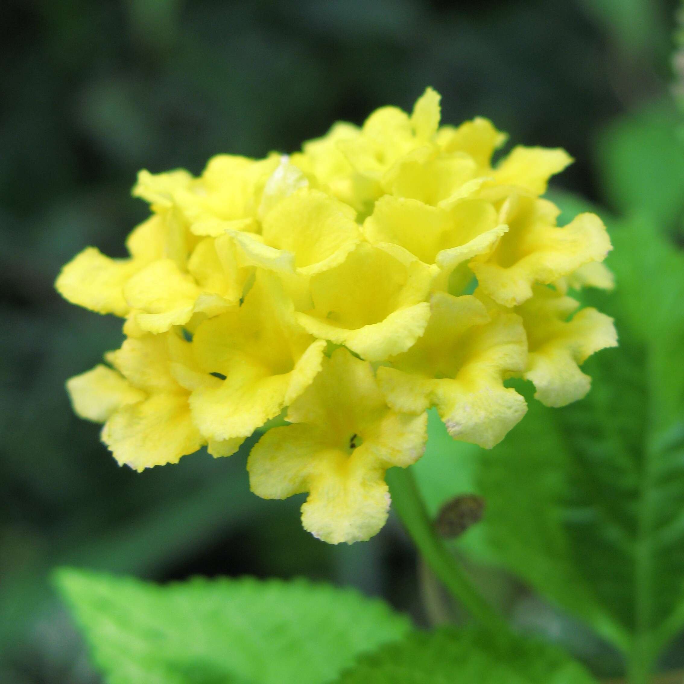 Image of lantana